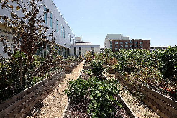 103A E3 Kitchen Garden 0048