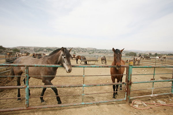 Barn End Corrals 0105 1 Barn End Corrals 0105 1