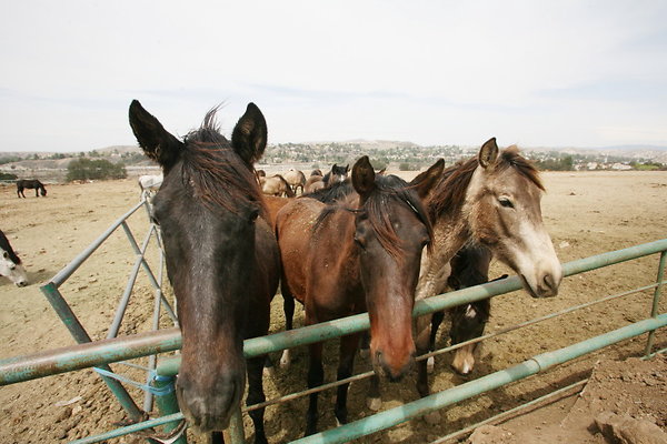 Corral2 0028 1 Corral2 0028 1