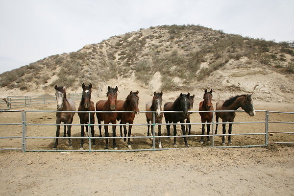 Corral4 0033 1 Corral4 0033 1