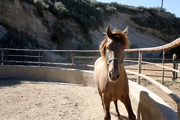 Corral6 0455 Corral6 0455