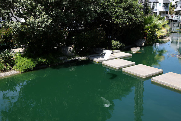 794A Snowy Egret 1112 794A Snowy Egret 1112