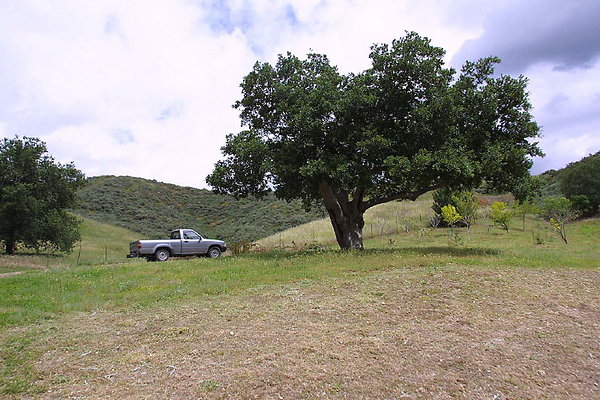 Oak Tree 0096