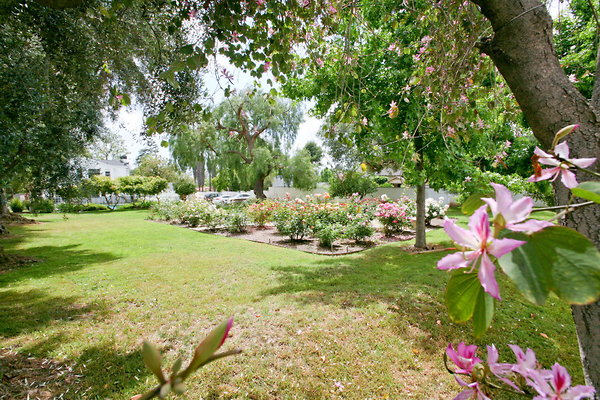 Backyard Rose Garden 0025 1