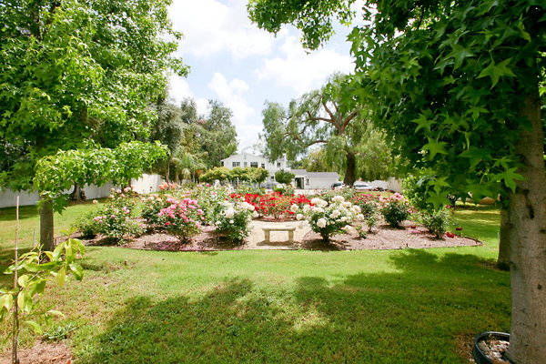Backyard Rose Garden 0026 1