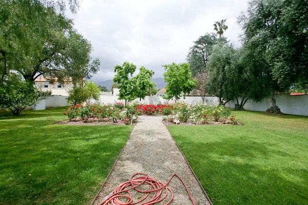 Backyard Rose Garden 0023 1