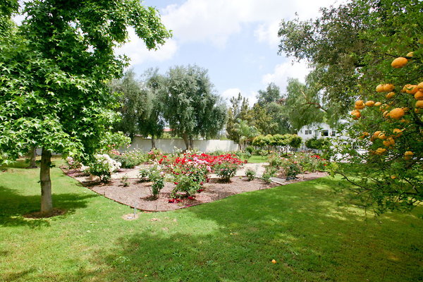 Backyard Rose Garden 0027 1
