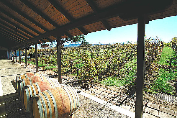 Vineyard w barrels 0034