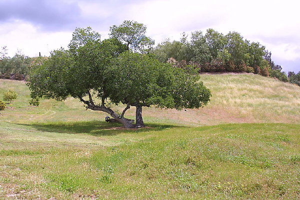 Oak Tree 0117