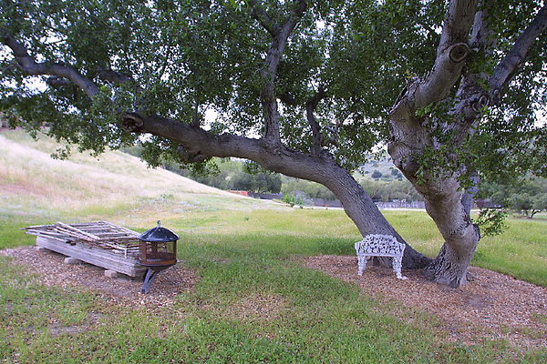 Oak Tree &amp; Bench 0108