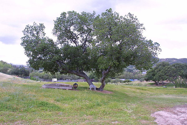 Oak Tree 0107