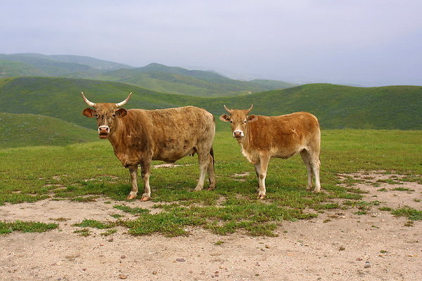 Two Cows 0137 24 1