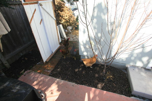 411A Backyard Chickens 0071 1