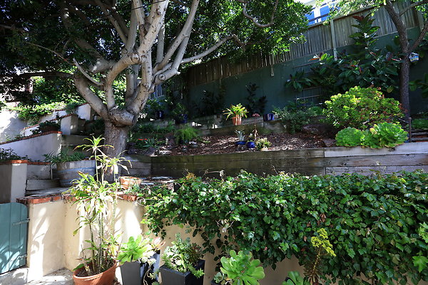 Backyard Garden 