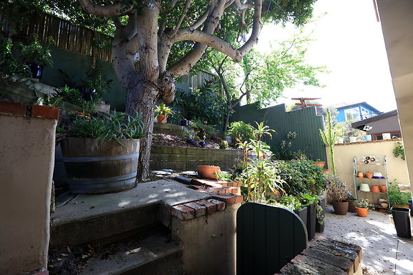 Backyard Garden 0092