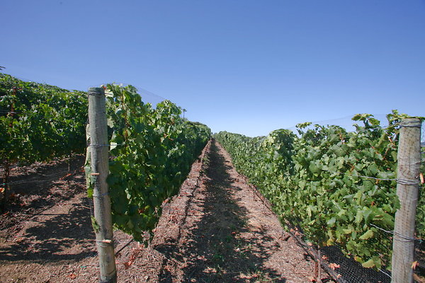 Vineyard 0165 1