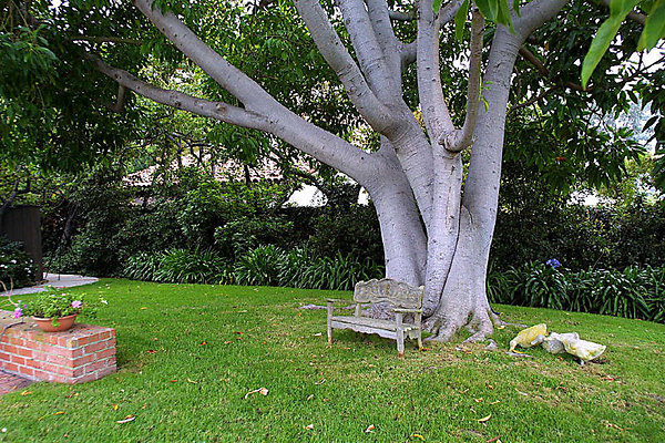 Backyard Tree 5032 1