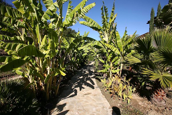 Tropical Gardens RS 0287